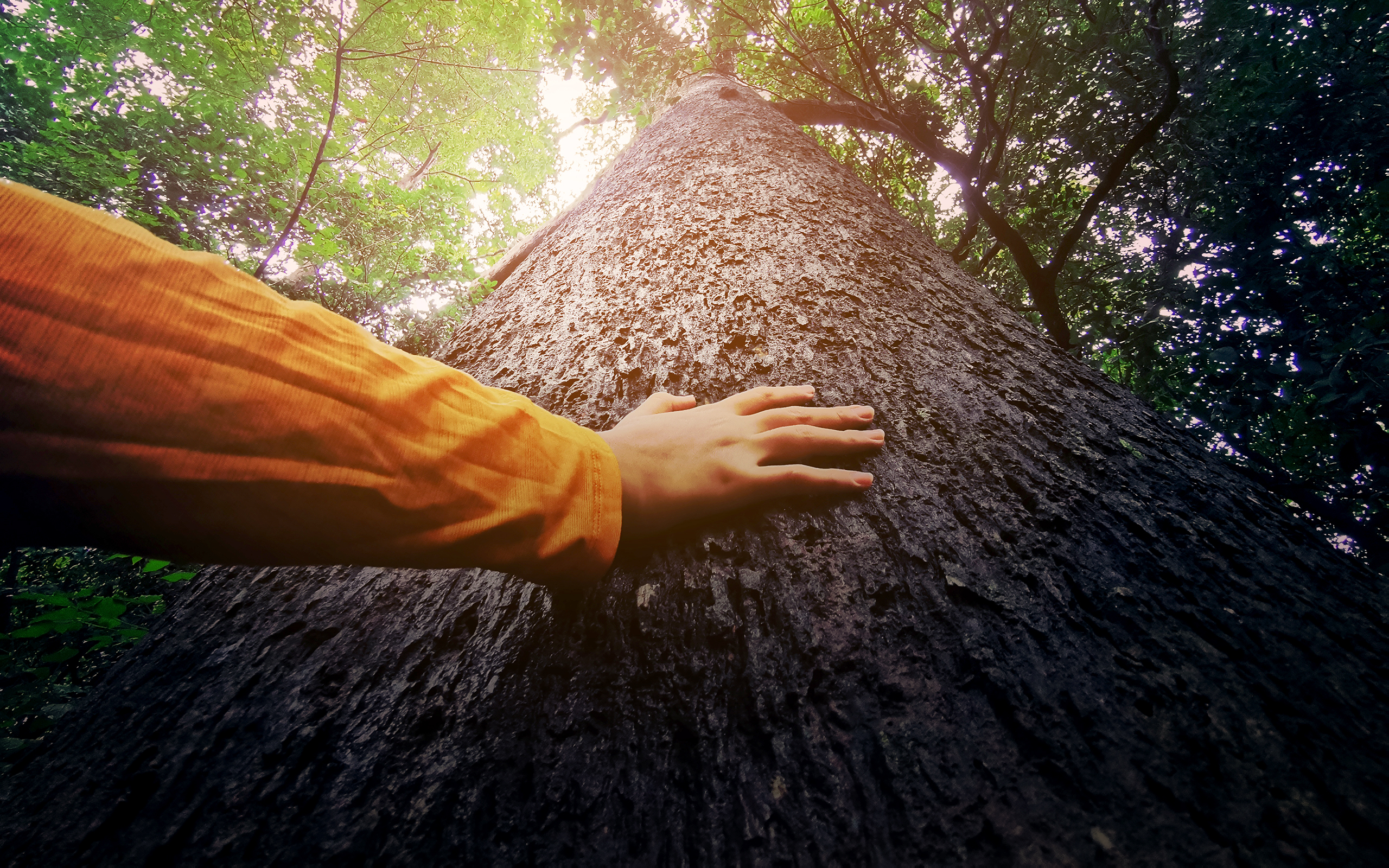 Eine Hand berührt den Stamm eines mächtigen Baums