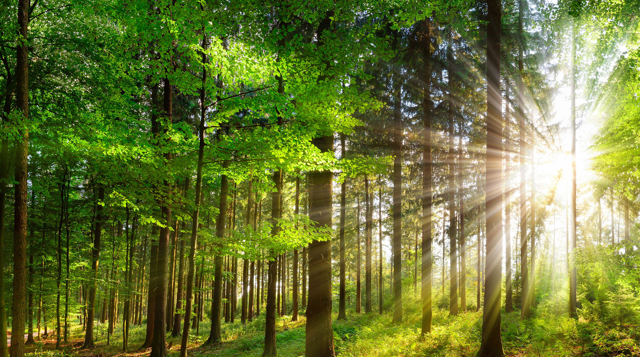 Sonne scheint zwischen Bäumen hindurch